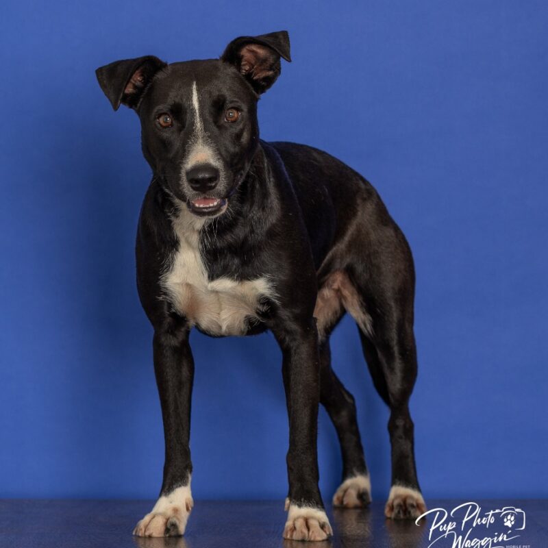 Lila (D26-5544)