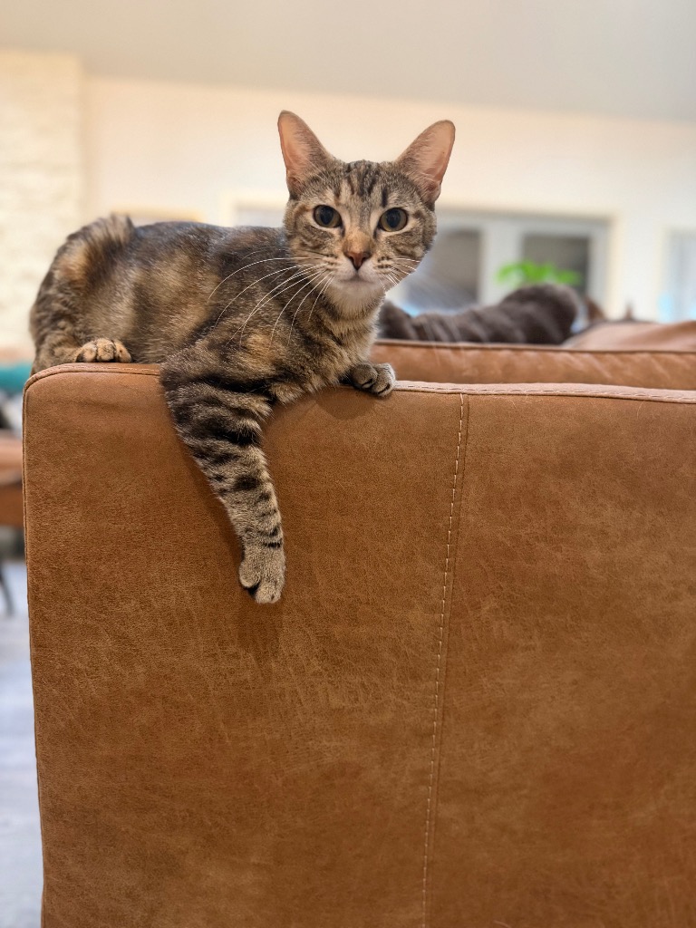 Nova