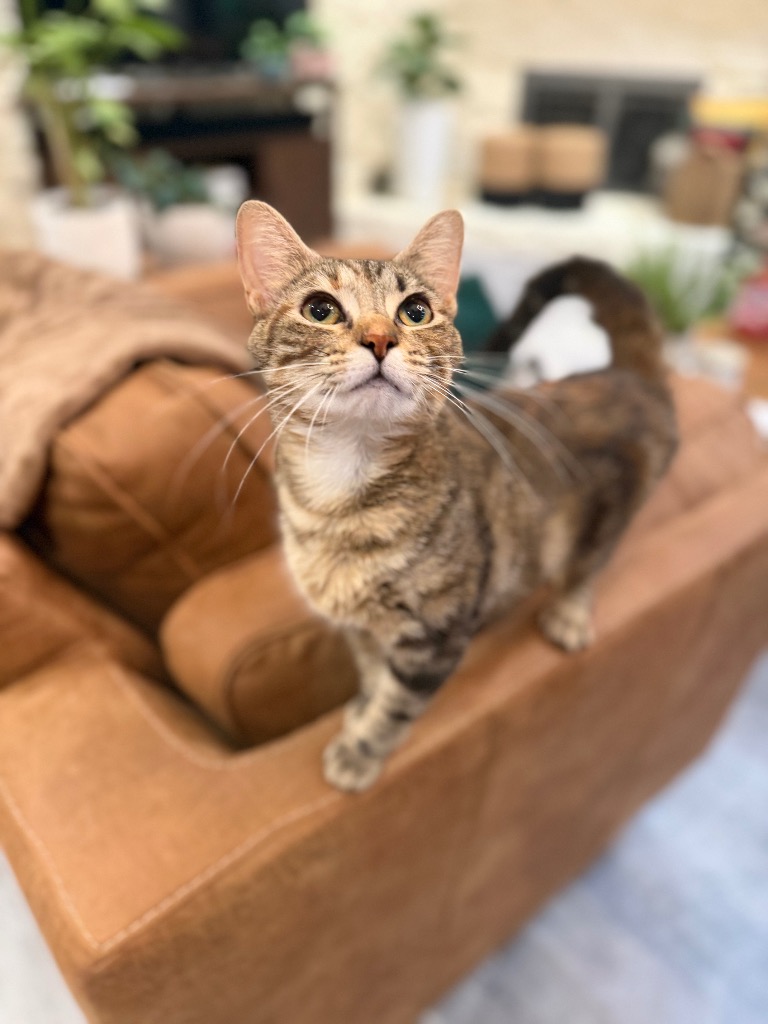 Nova