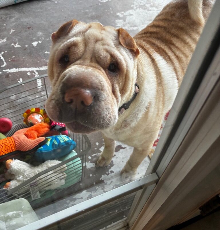 Roxy (D26-5558)