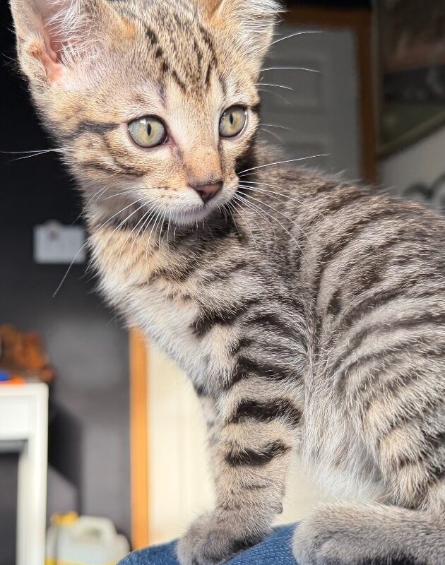 Fidget (C26-5567)