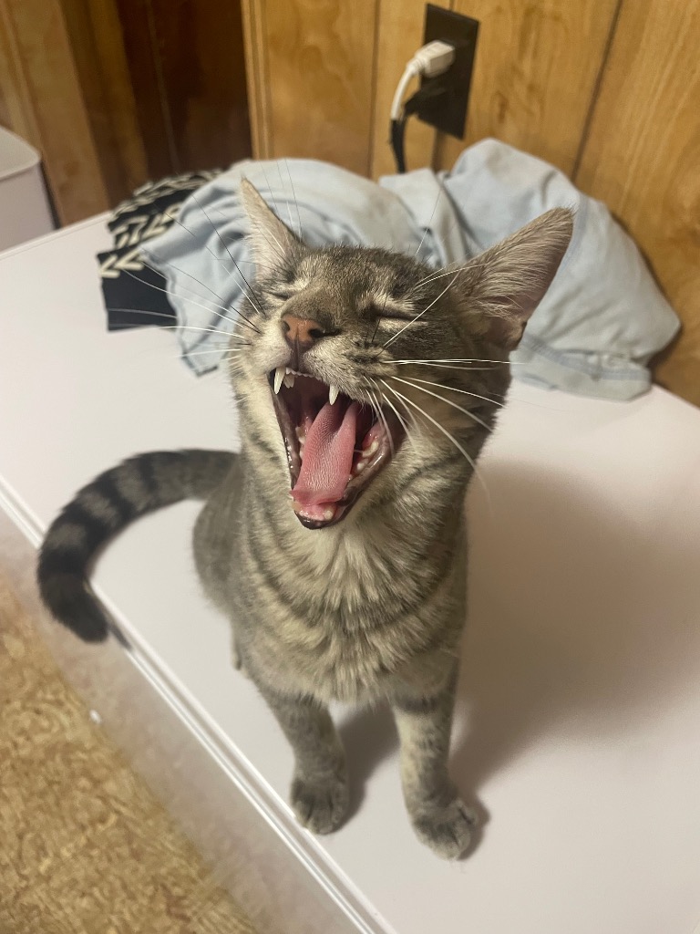 Theodore