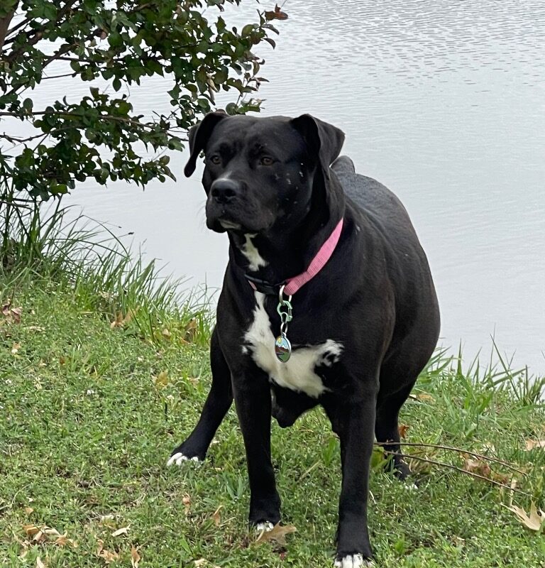 Patty (D26-5495)