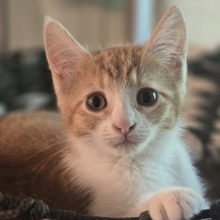 Willa Feral (C26-5531)