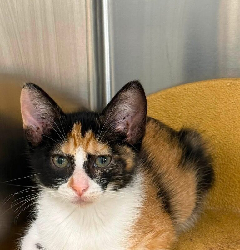 Esme (C26-5516)