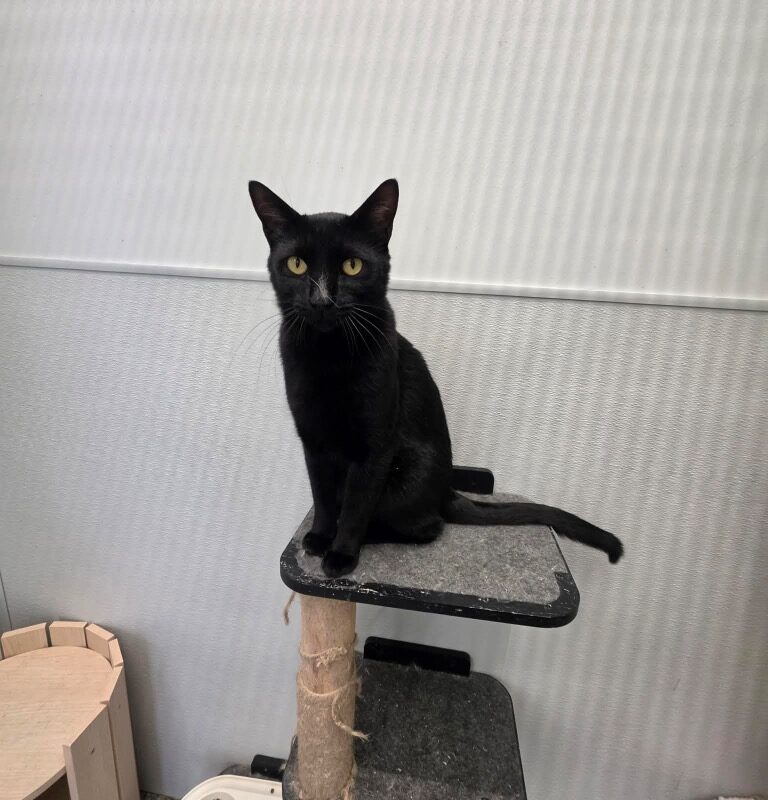 Batman (FNABacon) (C24-4759)