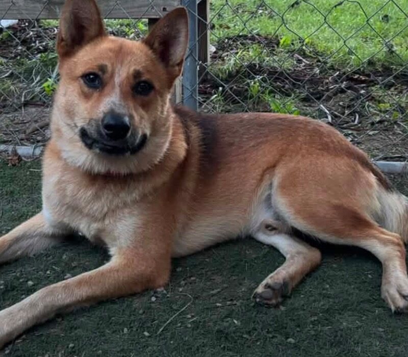 Sampson (D26-5587)