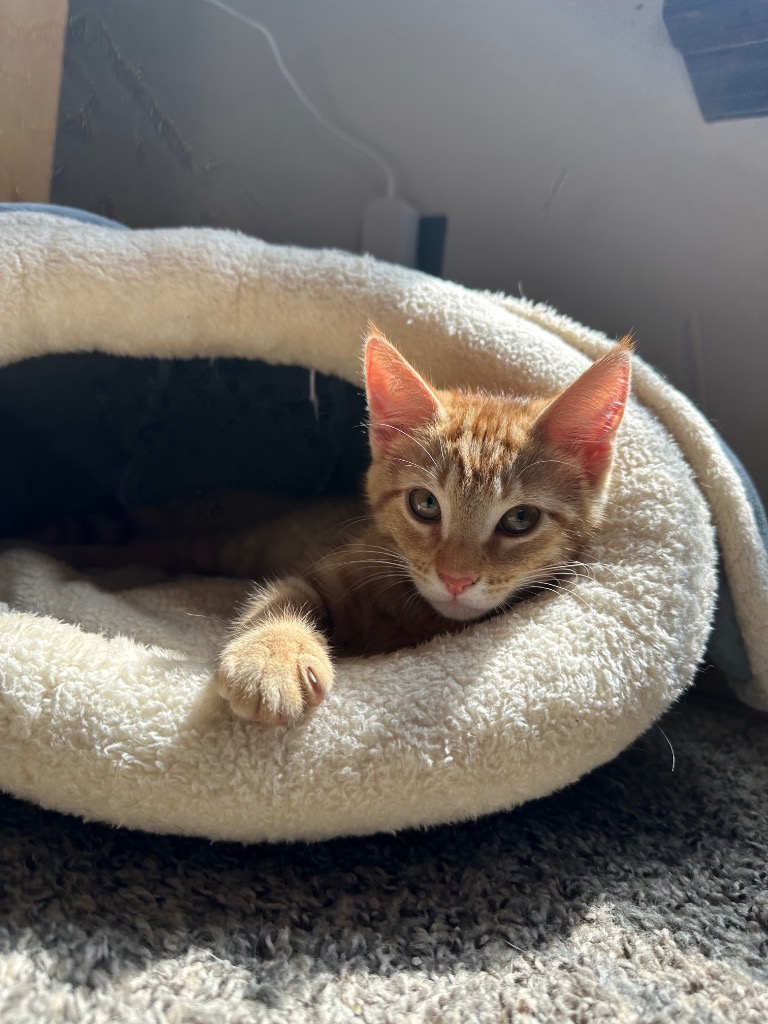 Mango (Ming Ming)