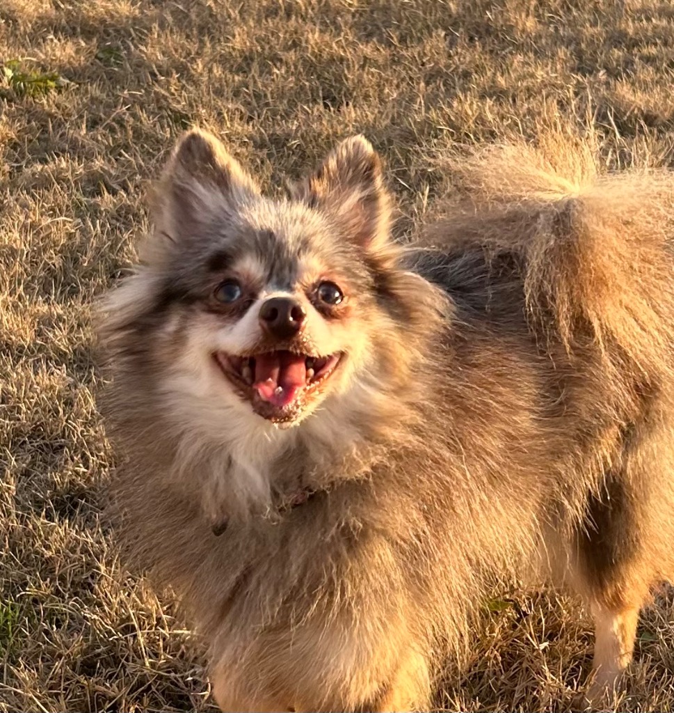 Macy