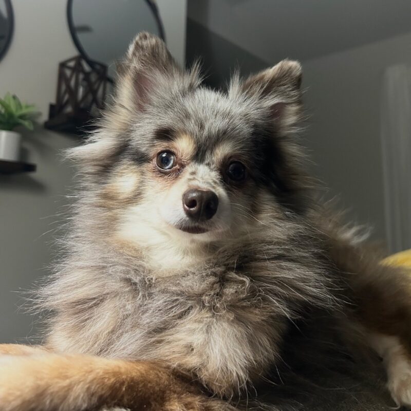 Macy (D25-5341)