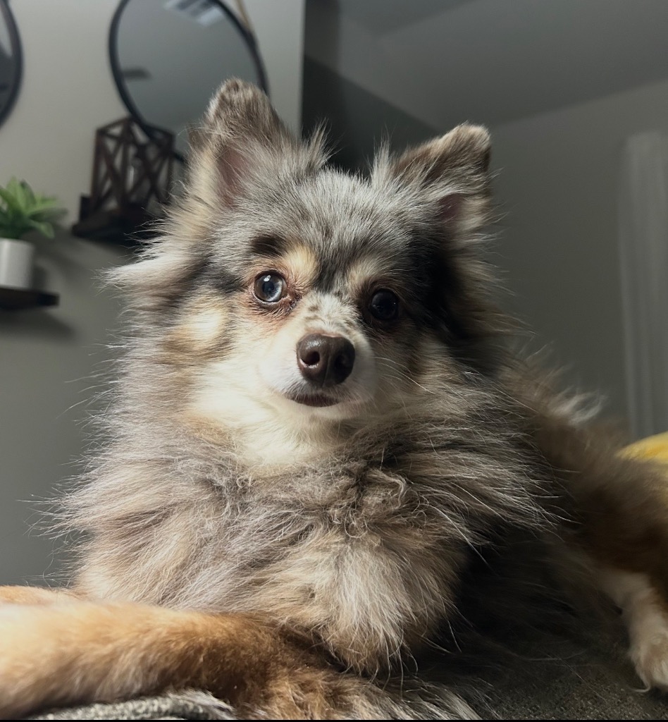 Macy