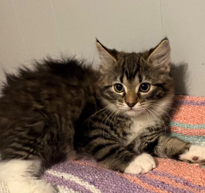 Hershey (C26-5525)