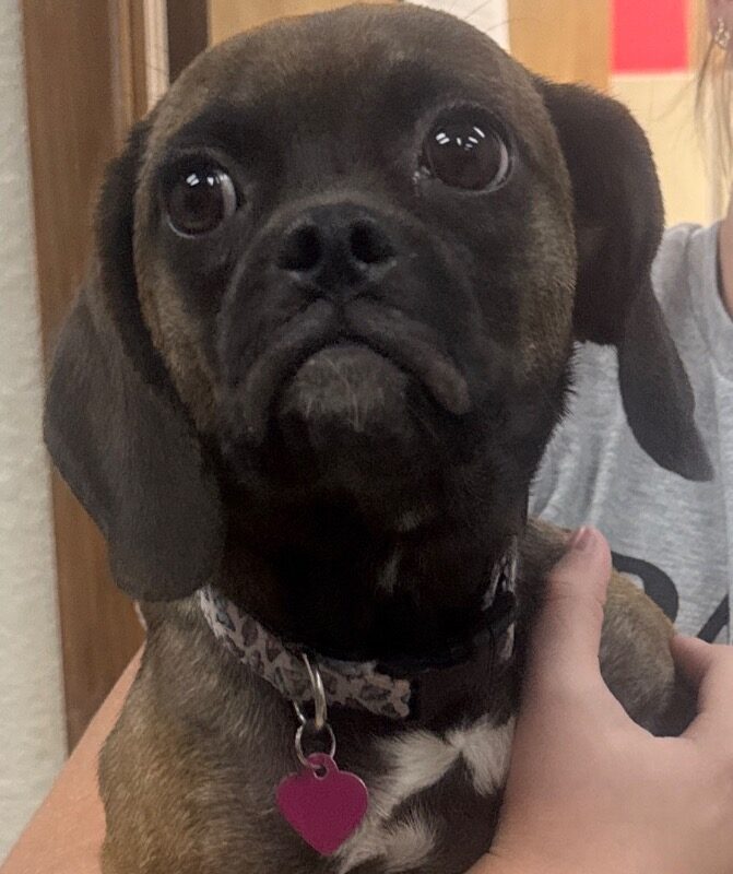 Millie (D26-5595)