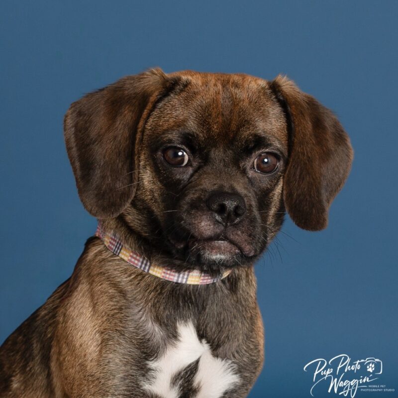 Millie (D26-5595)
