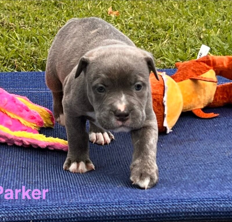 Parker (D26-5584)