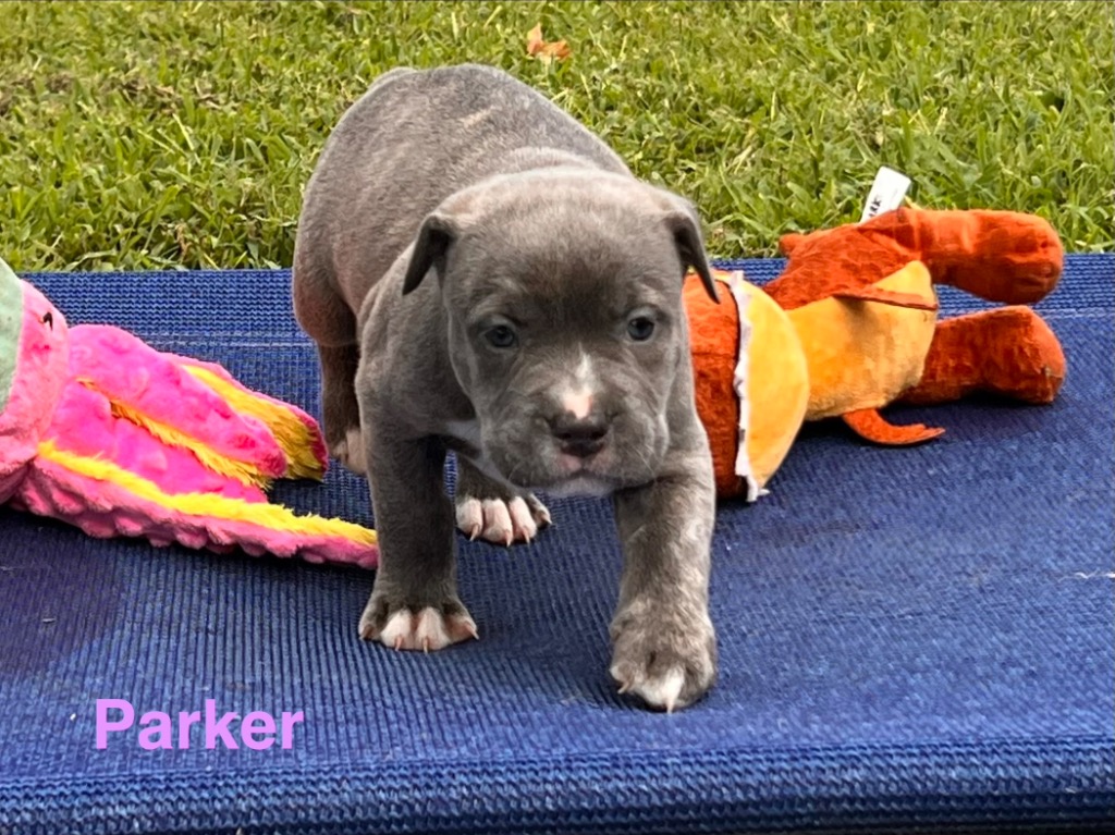 Parker