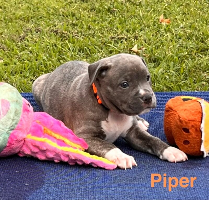 Piper (D26-5583)
