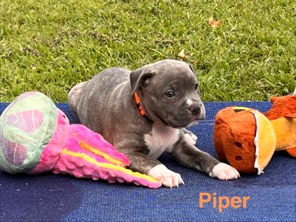 Piper