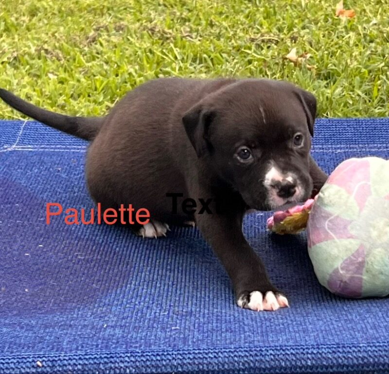 Paulette (D26-5582)