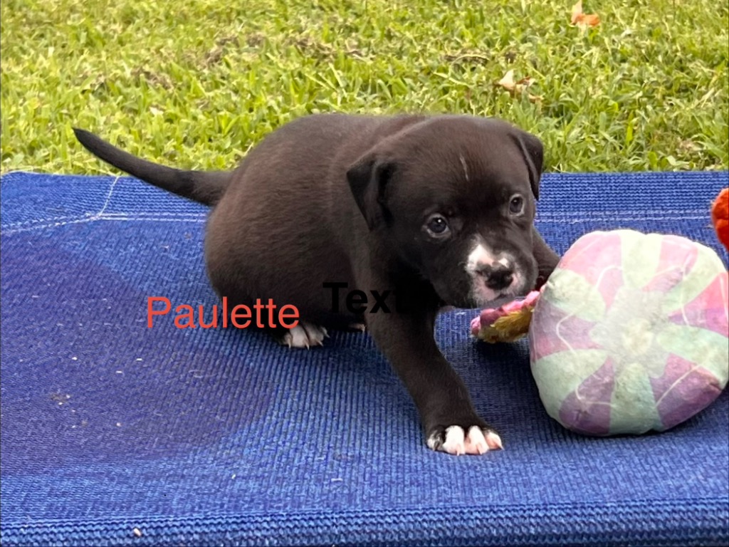 Paulette