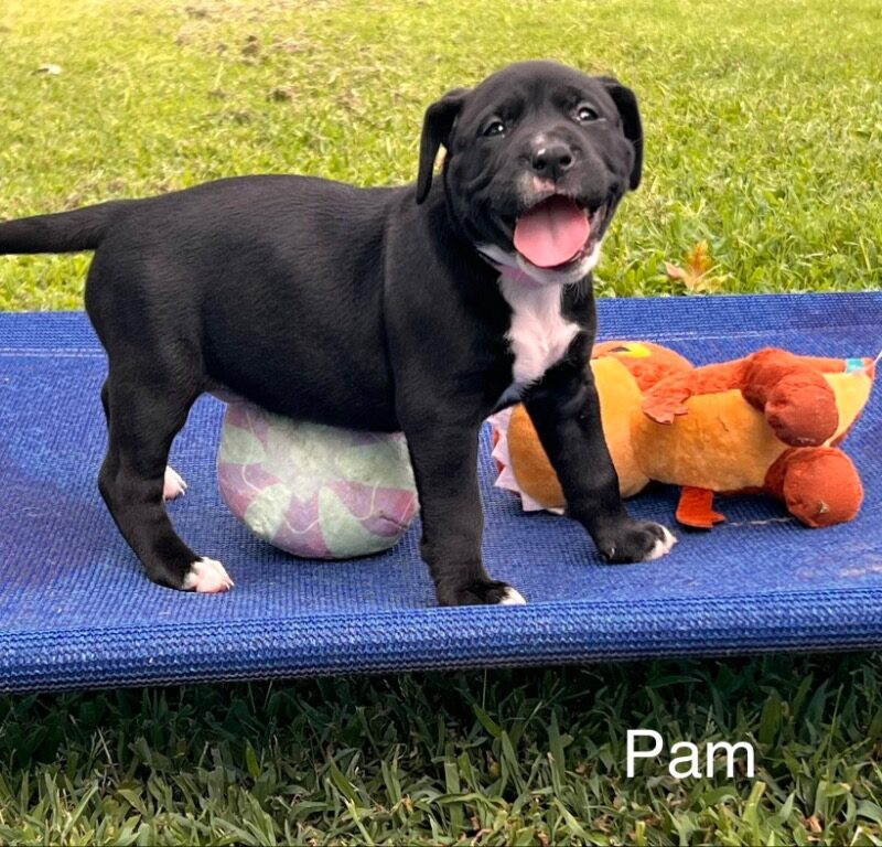 Pam (D26-5581)
