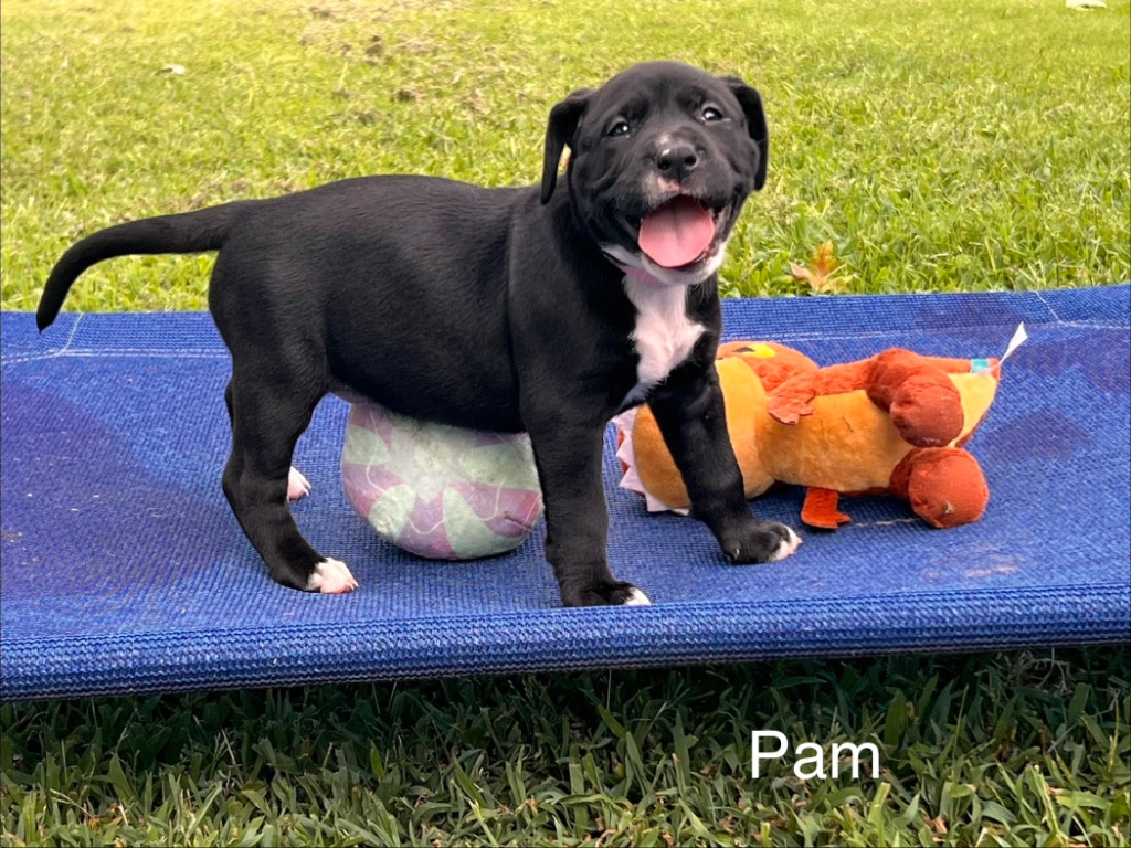 Pam