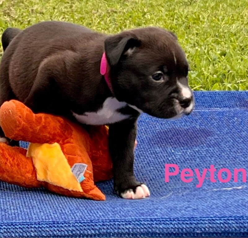 Peyton (D26-5580)