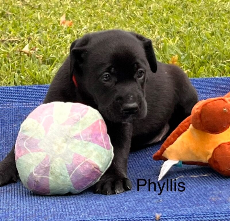 Phyllis (D26-5579)