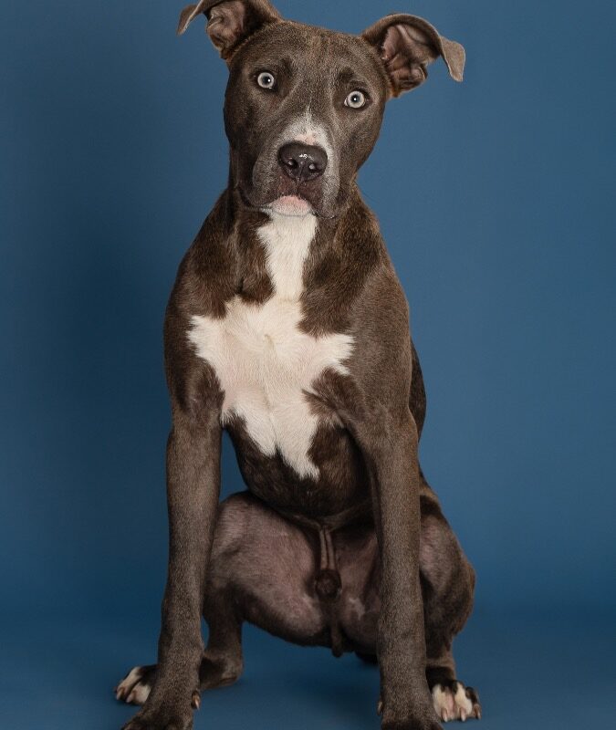 Goofy (D26-5523)
