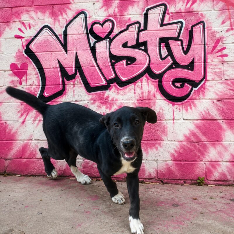 Misty (D26-5552)
