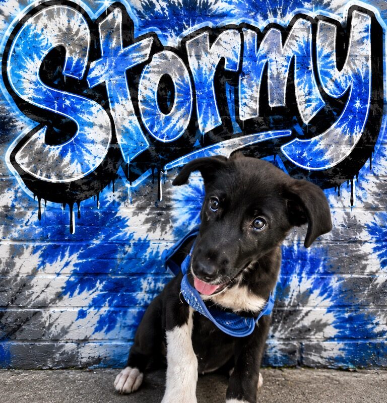 Stormy (D26-5551)