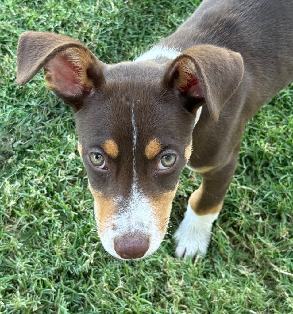 Mocha