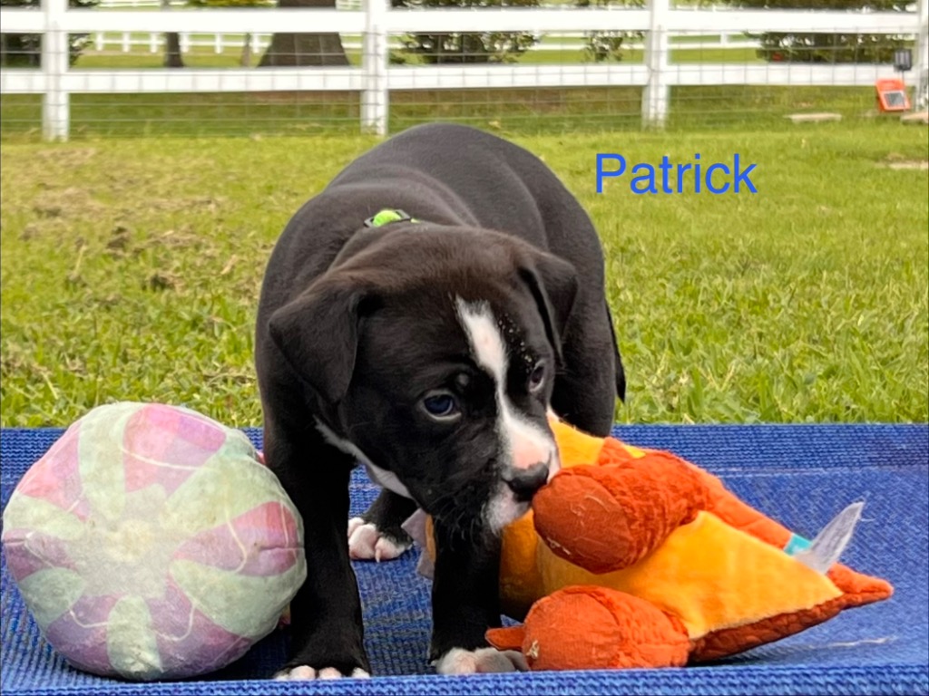 Patrick