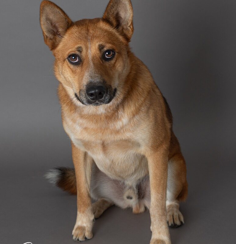 Sampson (D26-5587)