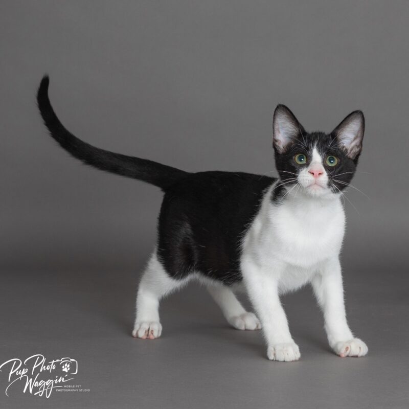 Freddie (C26-5520)