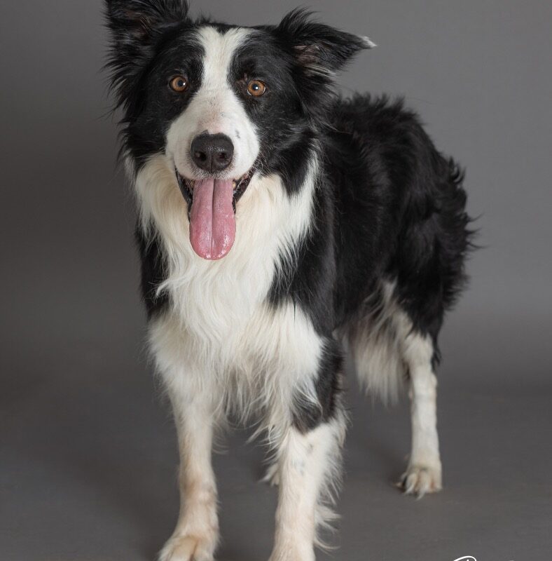 Mr. Pickles (D26-5442)