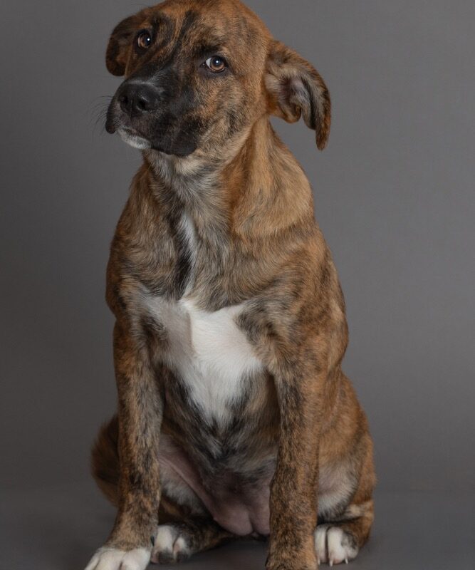 Frankie (D26-5575)