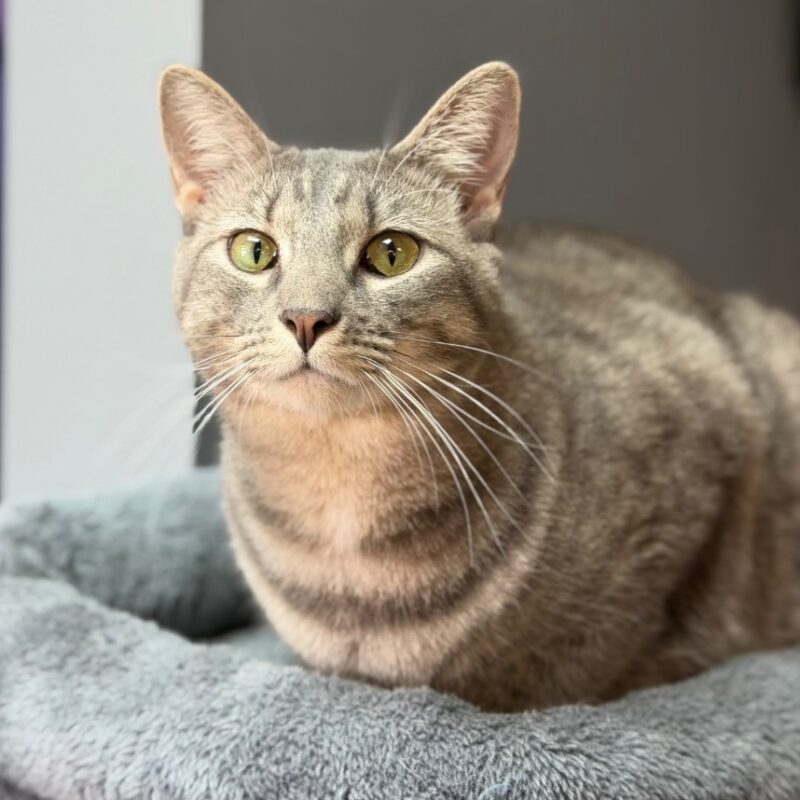 Tova (C25-5203)
