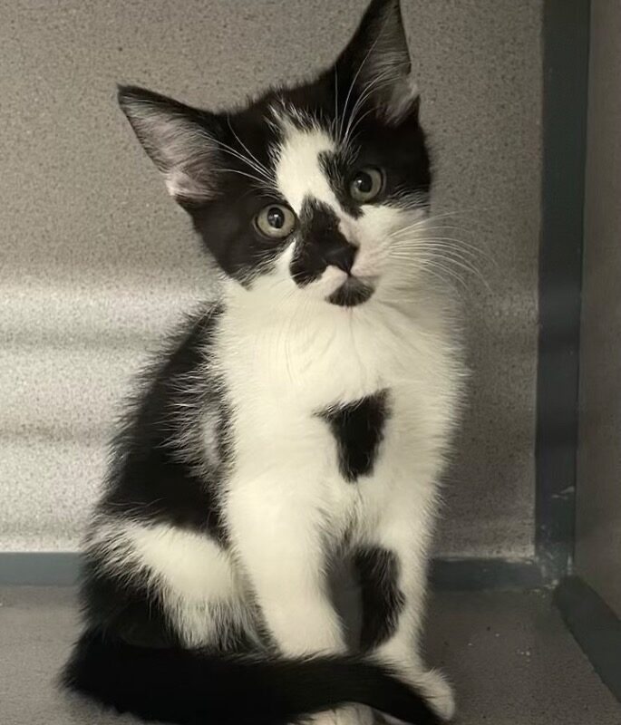 Marshmallow (C26-5629)