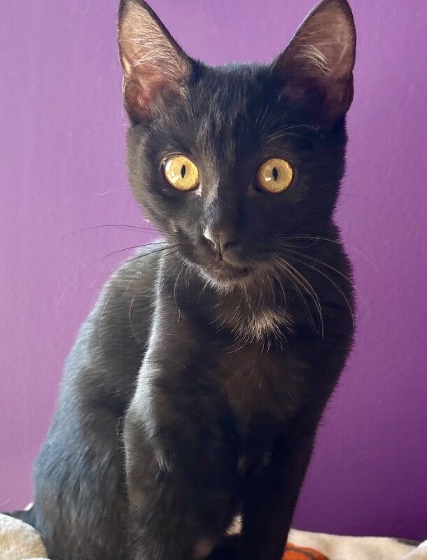 Tobie (C26-5569)