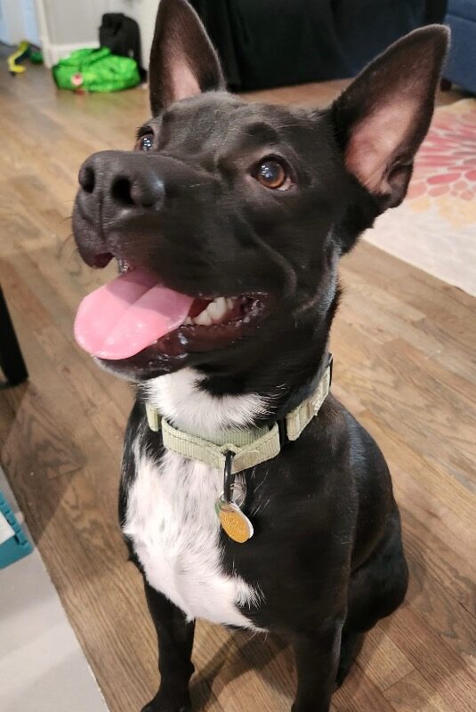 Tater Tot (AKA Onyx) (D26-5632)