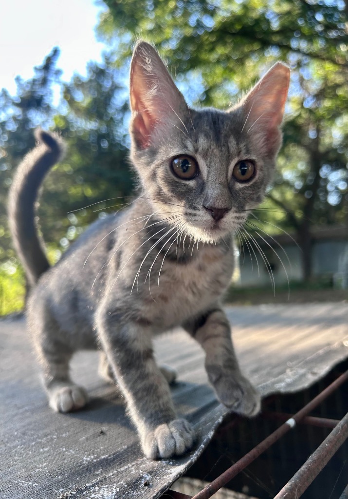 Gabby