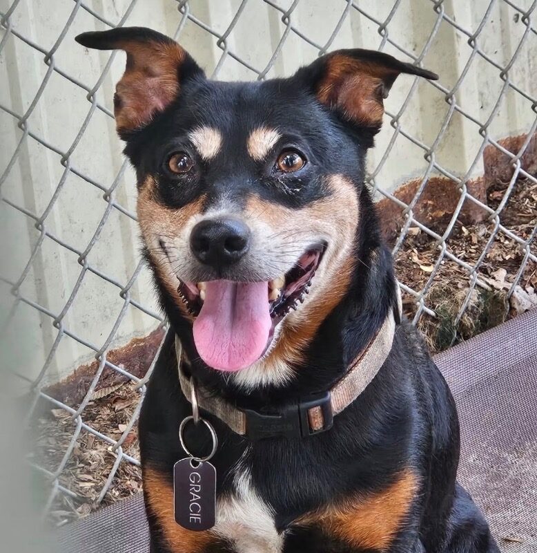 Gracie (D26-5624)