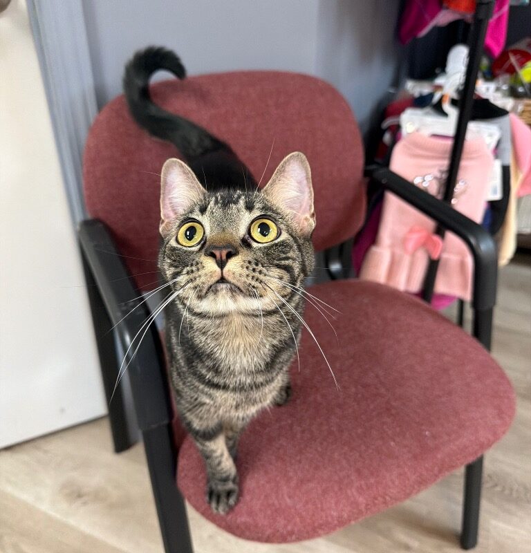 Colby Jack (C26-5638)