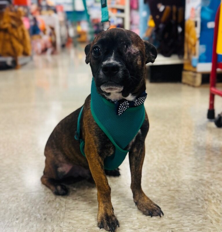 Cookie (D26-5625)