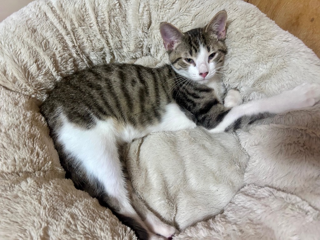 Oliver