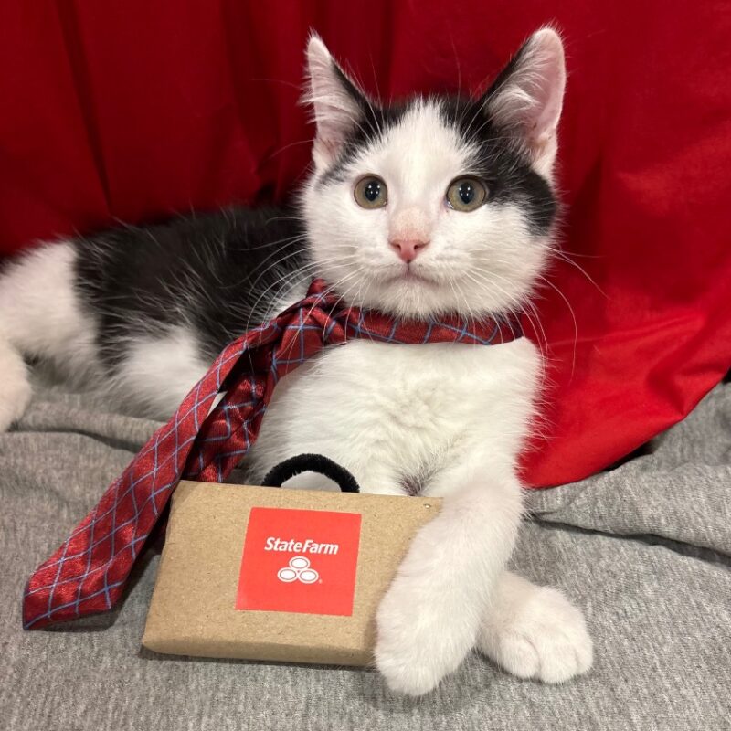 Jake (from State Farm) (C26-5596)