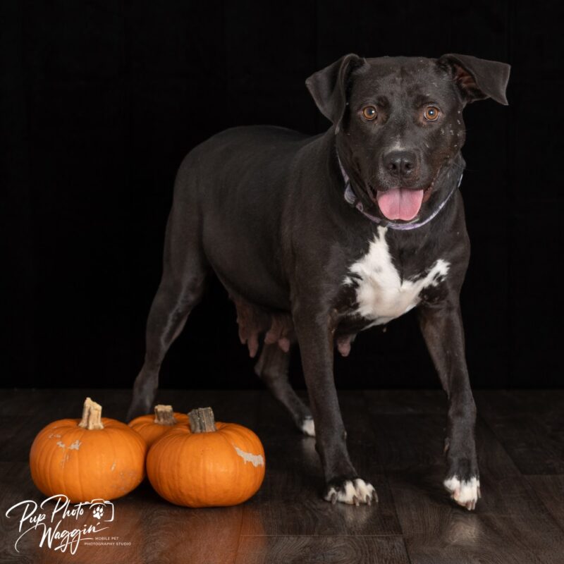 Patty (D26-5495)