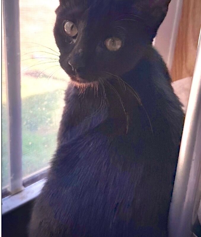 Bellatrix (C26-5656)