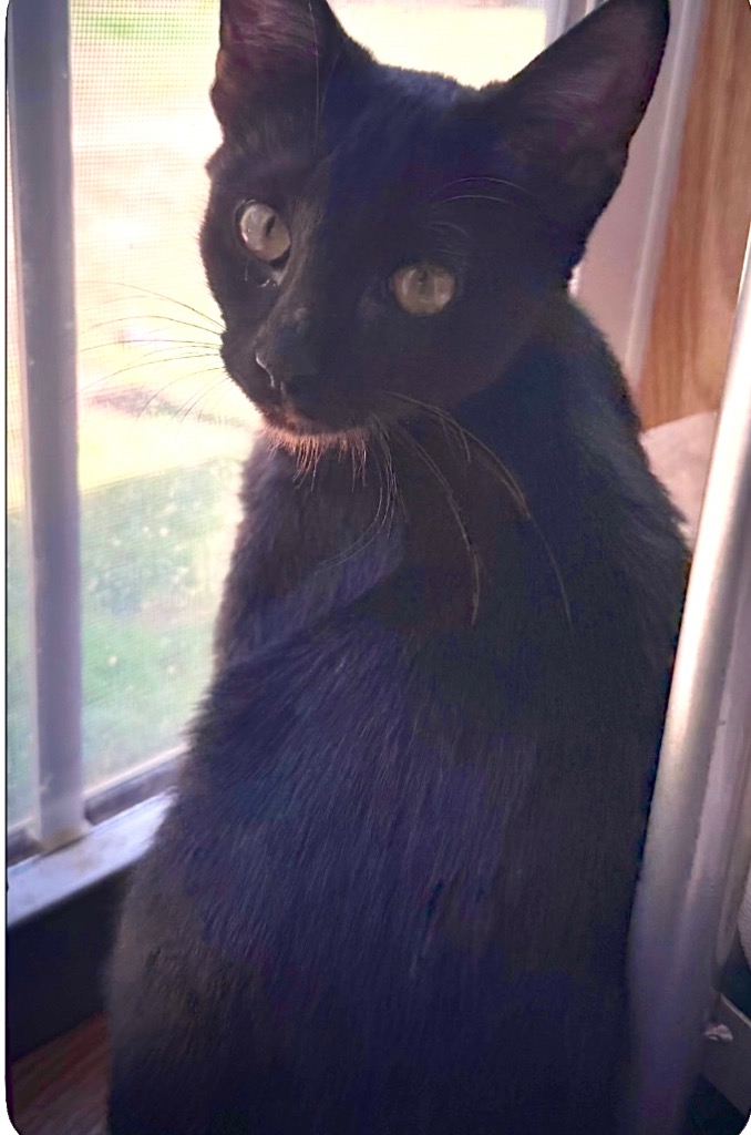 Bellatrix
